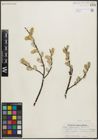 Foto von Salix planifolia Pursh
